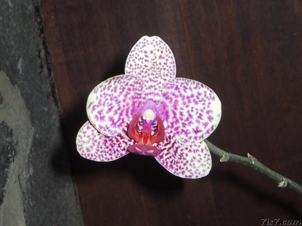Orchid