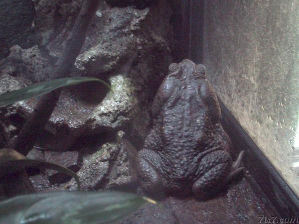 Big Fat Frog