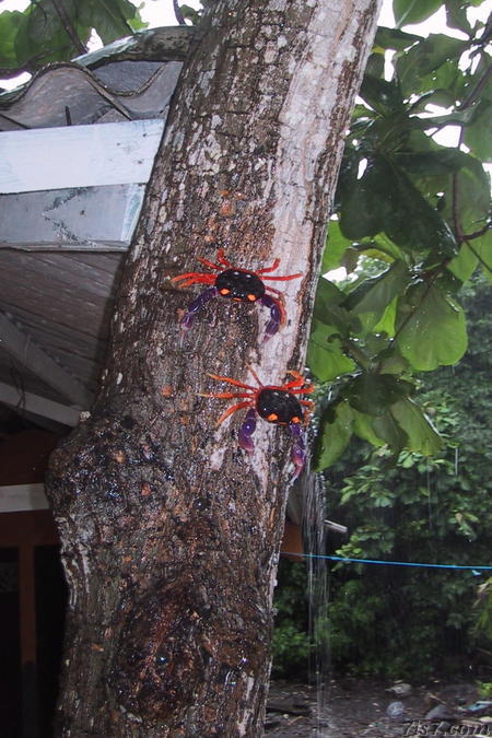 Crabs in Tree