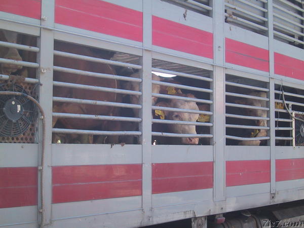 Animals on Road to Death