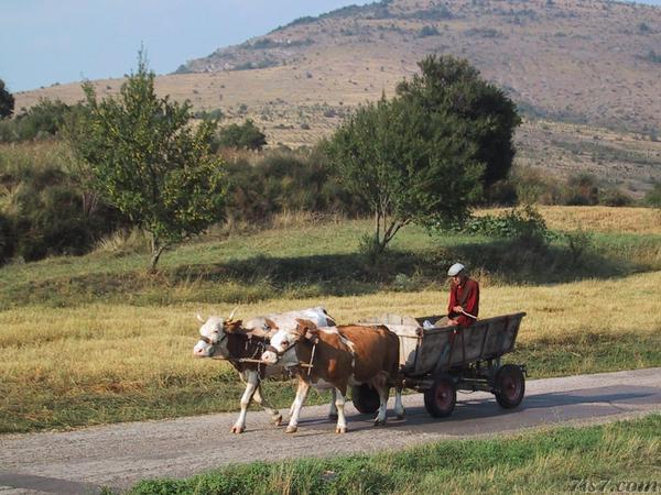 Cow and Cart