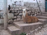 Llama in Cuzco