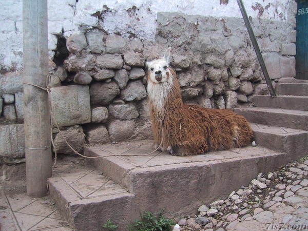 Llama in Cuzco