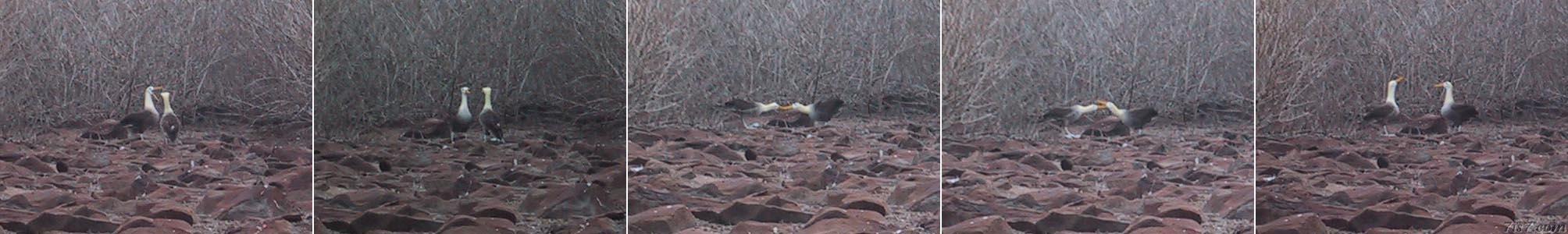 Albatross Mating Ritual