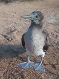 Blue Footed Booby Closeup