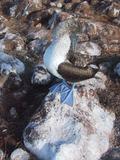 Blue Footed Booby