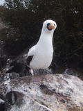Booby on a Rock