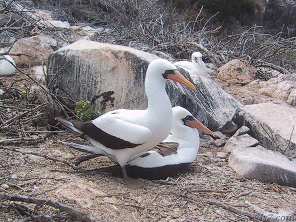 Booby Stepping Off