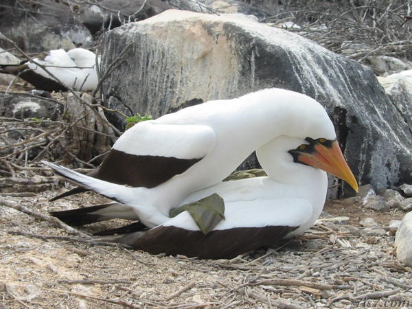 Boobies Mating