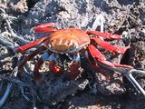 Red Crab