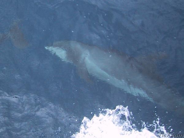 Dolphin