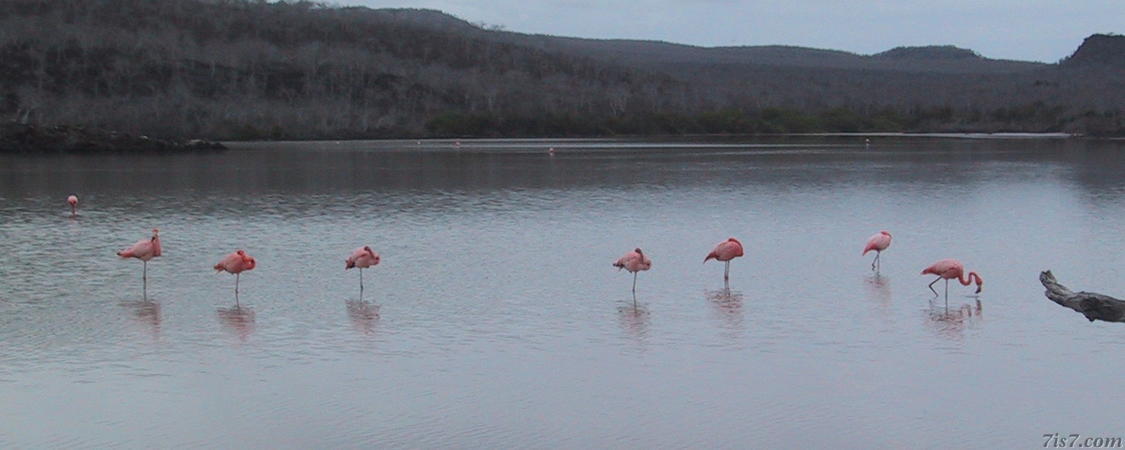 Flamingos Resting on One Leg