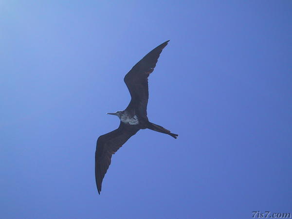 Flying Frigate