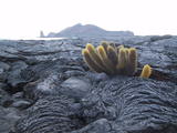 Lava Vegetation