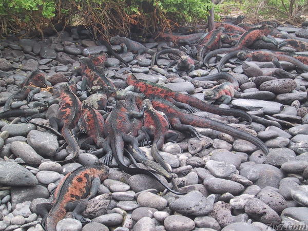 Iguana Congress