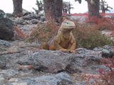 Posing Iguana
