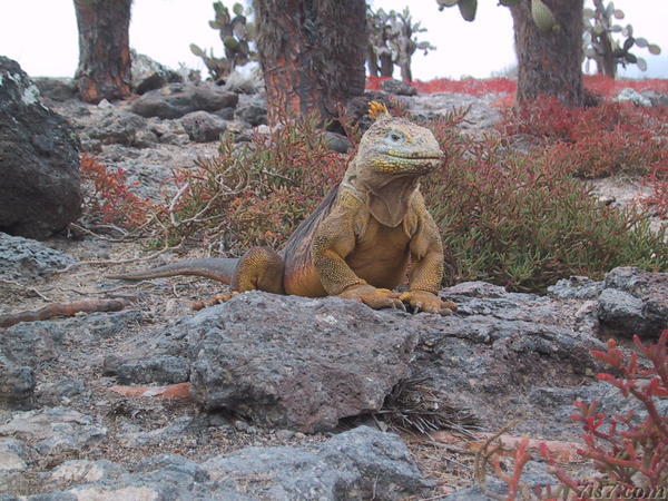 Posing Iguana
