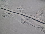 Iguana Tracks