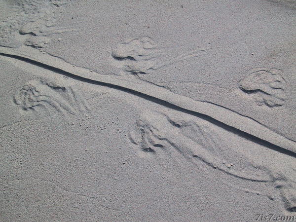Iguana Tracks