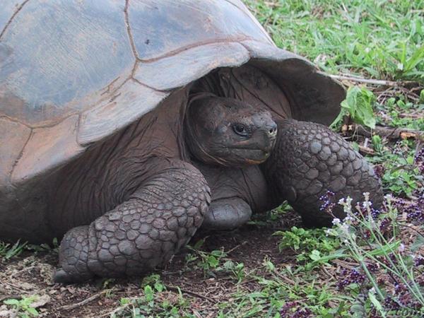 Giant Galapagos Land Turtle Closeup