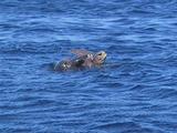 Mating Sea Turtles