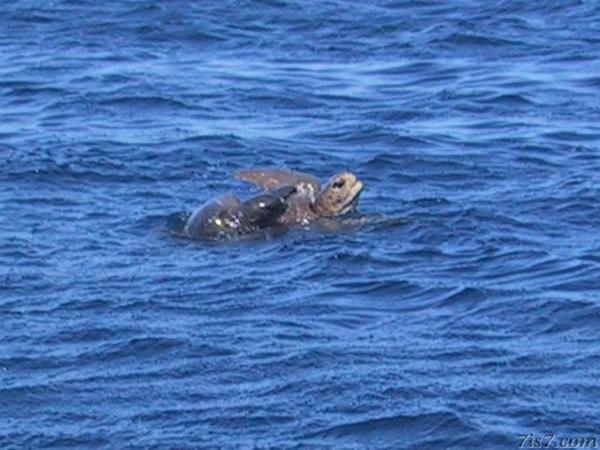 Mating Sea Turtles