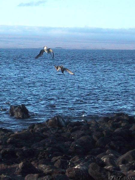 Diving Pelicans