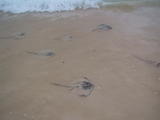 Rays near Beach