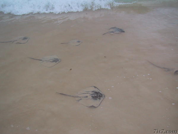 Rays near Beach