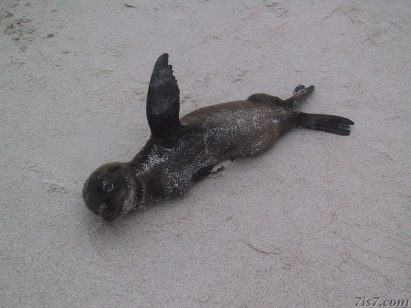 Sea Lion Waving