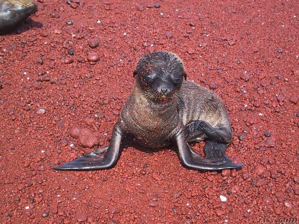 Sea Lion Itch