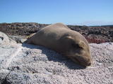 Sea Lion on Rock