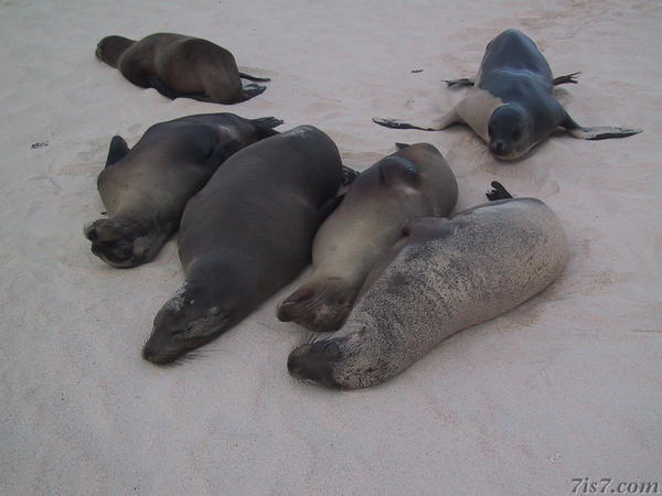 Sea Lions