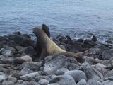 Sea Lions Fighting