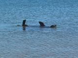 Swimming Sea Lion
