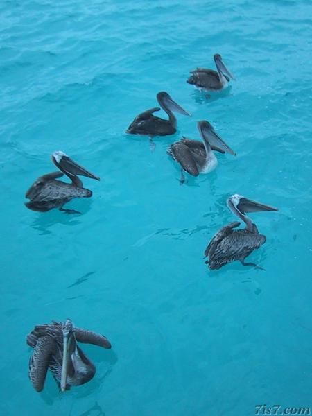 Pelican Waiting for Food