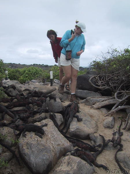 Don't Step on the Iguanas
