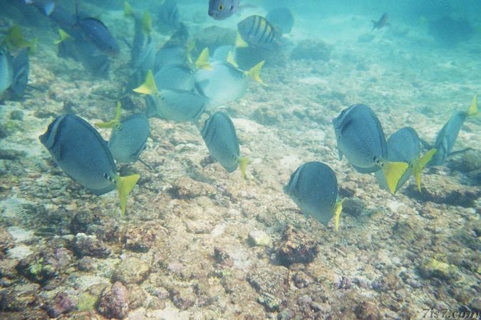 Colorful Fish