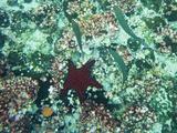 Red Starfish