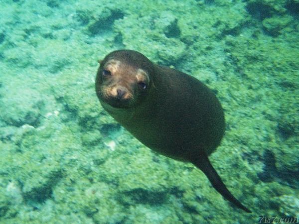 Sea Lion Checking us out