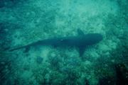 Whitetip Reef Shark