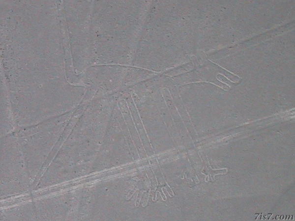 Nazca Lines Dog