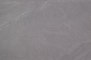Nazca Lines Monkey