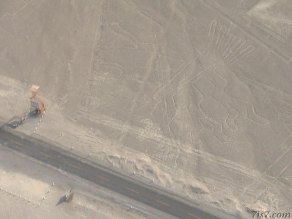 Nazca Lines Tree