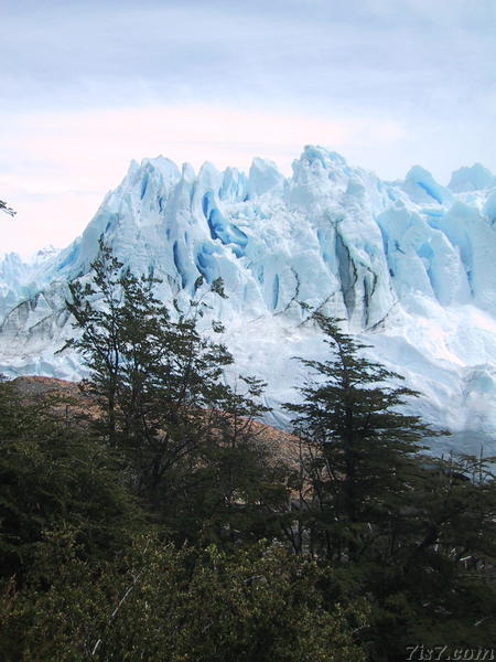 Trees and Glacier Contrast