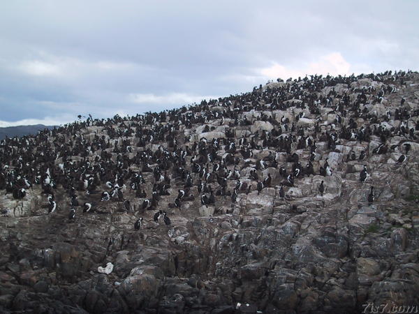 Cormoran Colony
