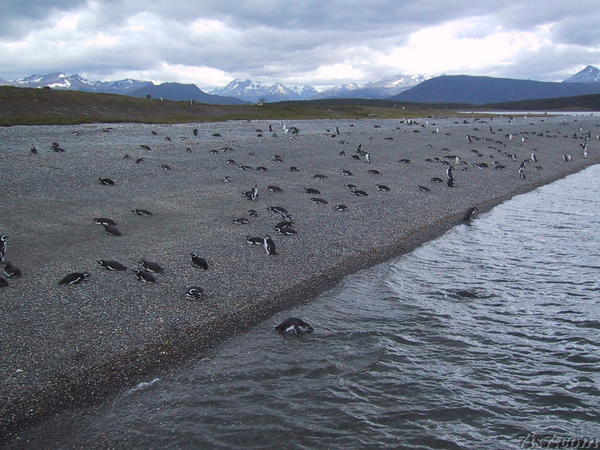 Penguin Colony