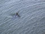 Penguin Swimming