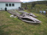 Whale Skeleton