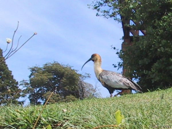 Bird with Long Curvy Beak
